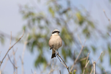 Obraz premium Neuntöter (Laius collurio) oder Rotrückenwürger