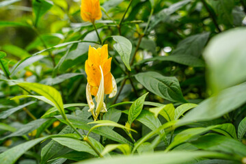 Pachystachys lutea, known as the golden shrimp plant or lollipop plant