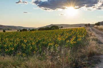 field sown with sunflowers at sunset
