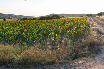 field sown with sunflowers at sunset