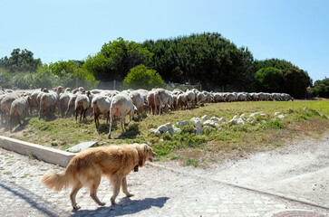 Flock of sheep followed by a Shepard's dog