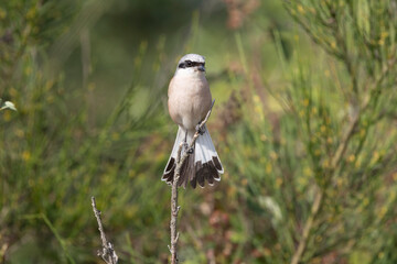 Neuntöter (Laius collurio) oder Rotrückenwürger