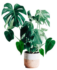Monstera in a pot on white background stock photo