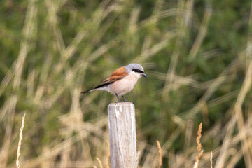 Neuntöter (Laius collurio) oder Rotrückenwürger