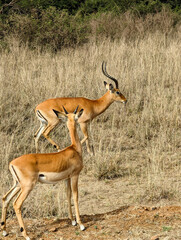 Two impalas majestically wondering in a open park