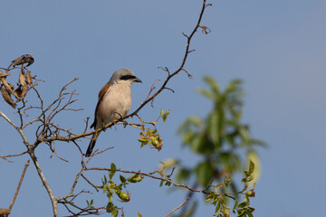 Neuntöter (Laius collurio) oder Rotrückenwürger