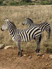 Fototapeta na wymiar Zebras in the wild in Nairobi National park in Kenya