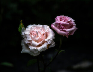 Kuss der Rose