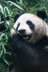 Panda eating bamboo