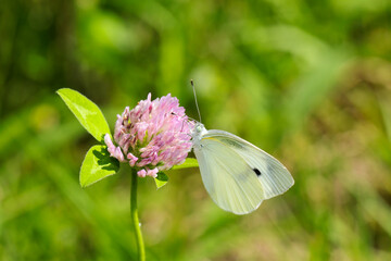 Small Cabbage White (Monshirocho, Pieris rapae) sucking honey from a pink wild flower (Sunny outdoor closeup macro photograph)