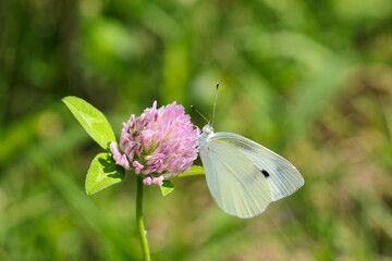 Small Cabbage White (Monshirocho, Pieris rapae) sucking honey from a pink wild flower (Sunny outdoor closeup macro photograph)