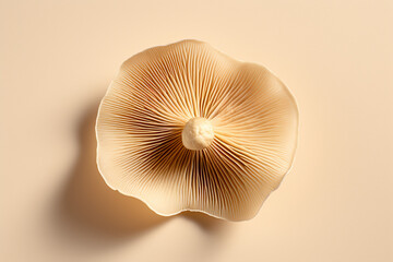minimalist mushroom with gills close up on a beige background - obrazy, fototapety, plakaty