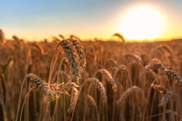 Weizenfeld  © mb_pictography