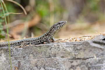 Mauereidechse (Podarcis muralis)