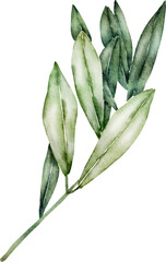 Naklejka na ściany i meble Green Leaf Watercolor illustration
