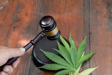 judicial gavel, small ceremonial mallet in judge's hand near marijuana leaves cultivation of...