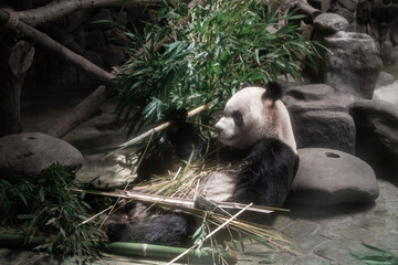 Panda eating bamboo