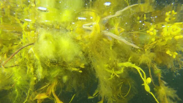 Worm Polychaeta Nereis virens (Alitta virens) from family Nereididae. Floats in water column during spawning for reproduction. White Sea