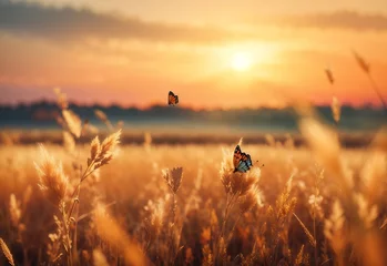 Acrylic prints Meadow, Swamp Abstract autumn field landscape at sunset with soft focus. dry ears of grass in the meadow and a flying butterfly