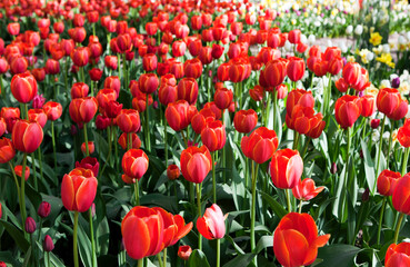Tulips at the XI Tulip Festival. Yelagin island. Saint Petersburg. Russia