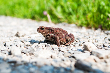 The common toad, European toad (Bufo bufo) on the forest road.
