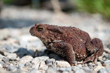 The common toad, European toad (Bufo bufo) on the forest road.
