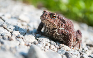 The common toad, European toad (Bufo bufo) on the forest road.
