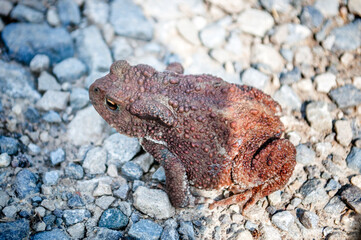 The common toad, European toad (Bufo bufo) on the forest road.
