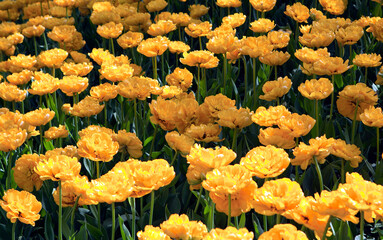 Tulips at the XI Tulip Festival. Yelagin island. Saint Petersburg. Russia
