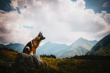German shepherd dog in alpine environment, mountains, landscape, vacation