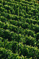 Fototapeta na wymiar Foto de las viñas en Saint-Emilion, Francia.