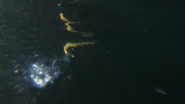 Worm Polychaeta Nereis virens (Alitta virens) from family Nereididae. Swims in water column and throws sperm during spawning for reproduction. White Sea