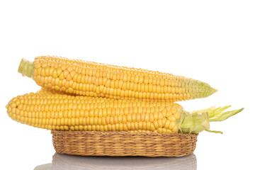 Several fresh ears of corn with a straw dish, macro, isolated on a black background.