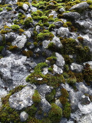 Roca grande con musgo por la humedad