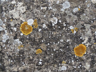 Muro antiguo, con de vegetaci&oacute;n en la piedra por la humedad y el paso de el tiempo