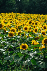 Fotografía en vertical de muchos girasoles en el campo de Francia.