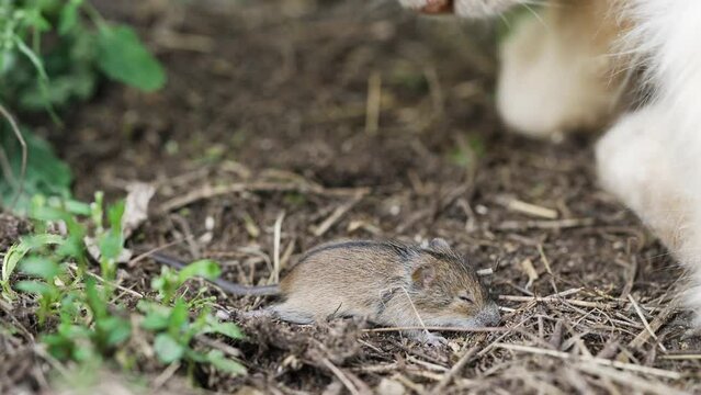 The cat sniffs a frightened wounded mouse lying on the ground. Predator hunting