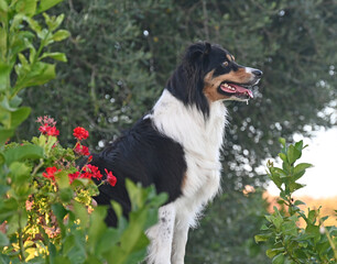 Portrait of a Border Collie