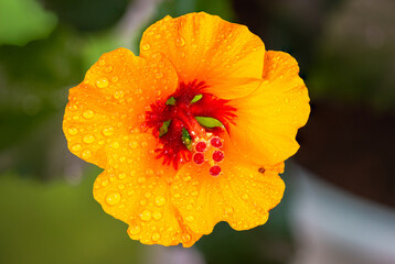 Close up to a hibiscus flower. A yellow orange hibiscus flower, just after opening. Detailed macro photography after the hibiscus flower blooms, with the green leaves. Water drop on the fresh flower