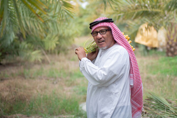 Senior Arab man carries palm branches on his shoulder from the farm to sell, Dates in the farm are...