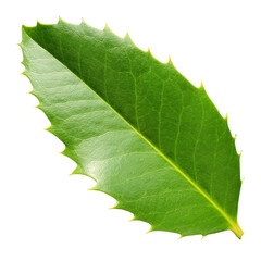 holly leaf on transparent background