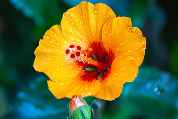 Close up to a hibiscus flower. A yellow orange hibiscus flower, just after opening. Detailed macro...