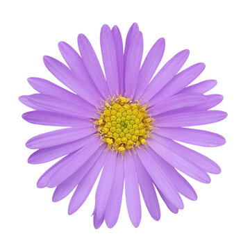 purple daisy on transparent background