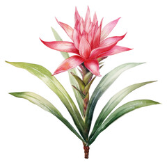 Pink Bromeliaceae Green palm leaf. Tropical plants. Watercolor botany.
