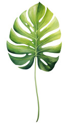 Monstera. Green palm leaf. Tropical plants. Watercolor botany.