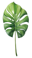 Monstera. Green palm leaf. Tropical plants. Watercolor botany.