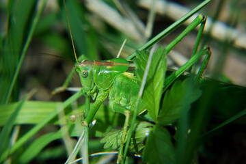 green grasshopper sitting in grass, closeup, macro