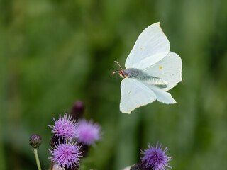 Brimstone