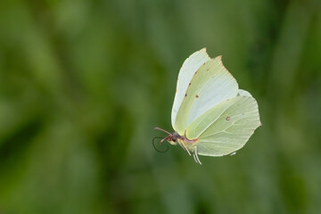 Brimstone