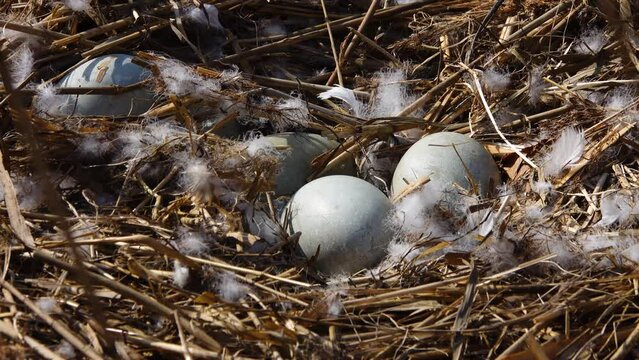 eggs in the nest of a white swan on the lake